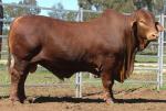 Droughtmaster - COW BREEDS | DZROXIS JISHEBI | ძროხის ჯიშები